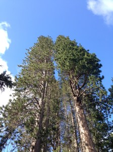 You can't tell, but these are very big